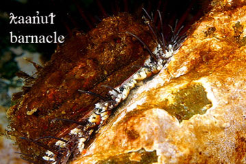 Sea Barnacle