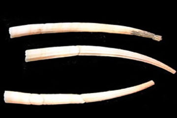 Dentalium, sea creature image
