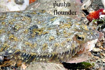 flounder, sea creature image