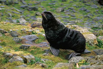 seal sea animal