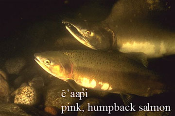 humpback salmon
