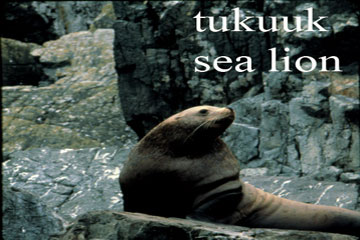 Sea Lion image